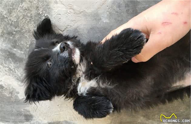 选购边境牧羊犬，记得最好不要选以下七种，不然估计你会被坑惨