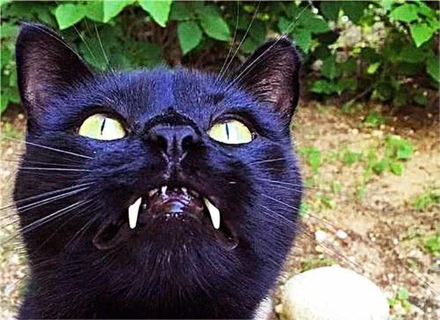 女子捡到一只黑色流浪猫，看到它的模样后，爷爷却直呼赶快送走