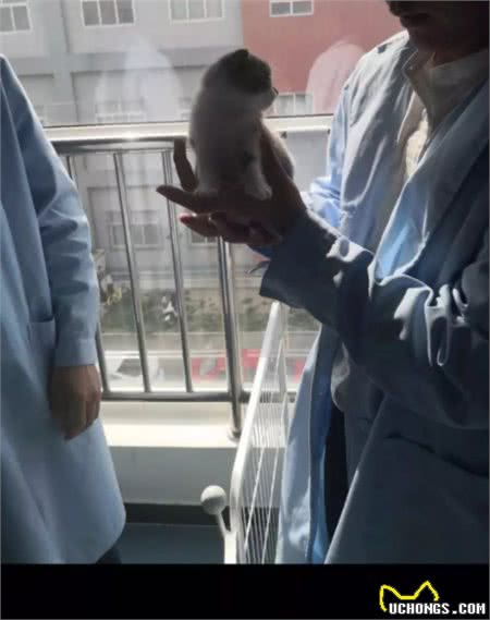 上海奶奶花18万克隆重病的爱犬，专家：仅外貌相似......