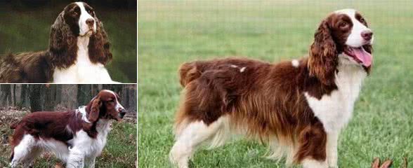 世界名犬NO:22英国“”史宾格激飞猎犬“”你了解多少？