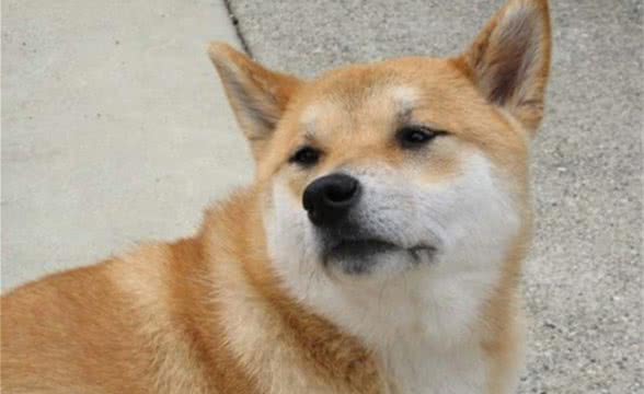 柴犬的性格-优点、缺点，神奇的毛小孩
