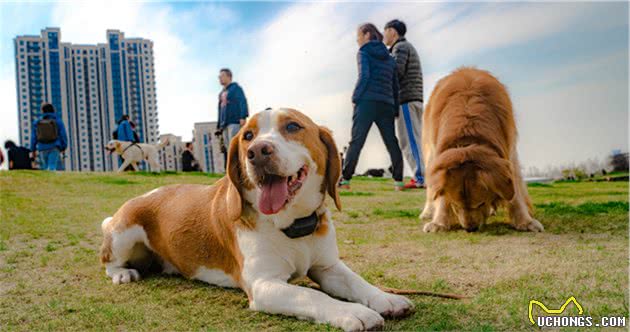 我劝大家还是别轻易养狗，不然这几个副作用会一直跟随你