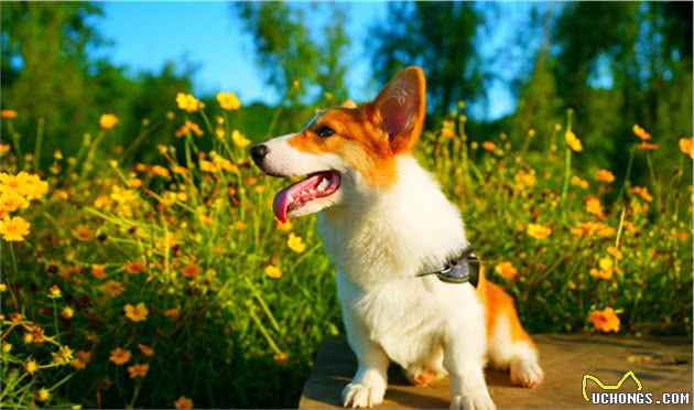 我劝大家还是别轻易养狗，不然这几个副作用会一直跟随你