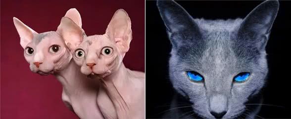 如果不要钱，这7种猫，你会带哪只回家？