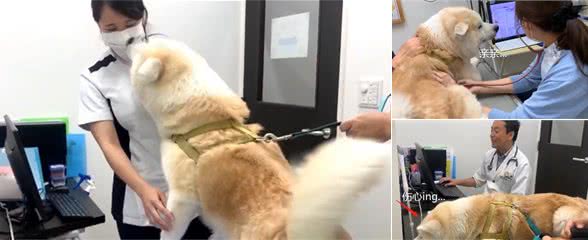 狗狗喜欢女医生，每次打针都超开心，但这次中途换成男医生