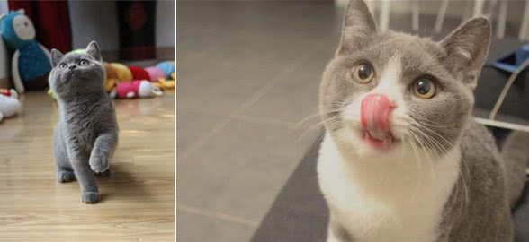 英短猫一旦出现这个6表现，离生病就不远了