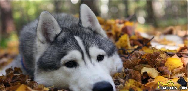 阿拉斯加犬有这几个表现，说明身上已经有很多“寄生虫”了