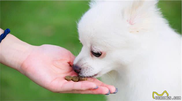 狗狗生命“停摆”，竟是这7种食物惹的祸！宠主警惕