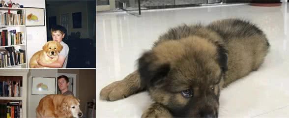 狗狗小时候软萌可爱，一长大就变成了“铁憨憨”，画风突变啊
