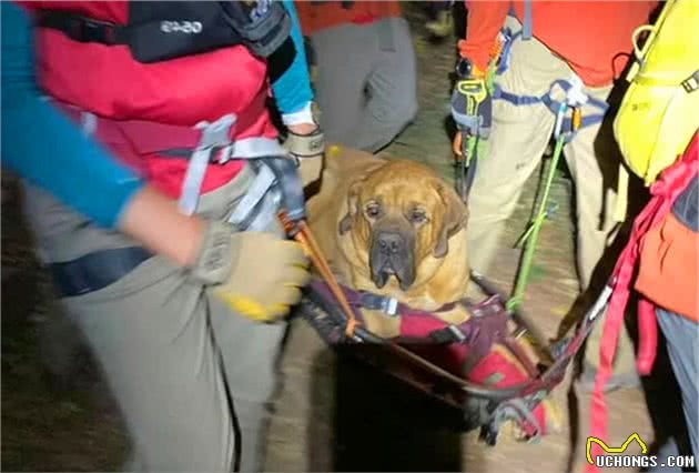 180斤大狗被困高山，铲屎官请十人出马，才终于将狗子抬下山