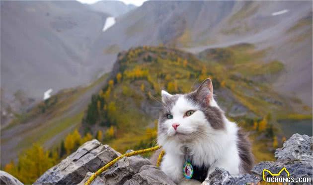 养一只爱户外探险的猫是什么体验？