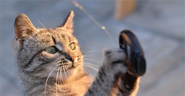 你真的认识中国土生土长的猫吗？我相信80%的人知道的还不够