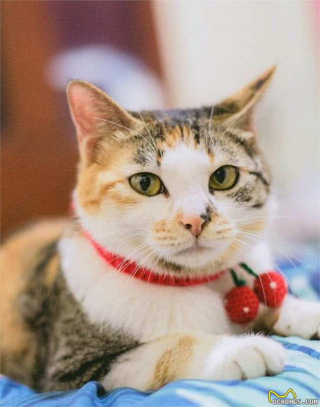 你真的认识中国土生土长的猫吗？我相信80%的人知道的还不够