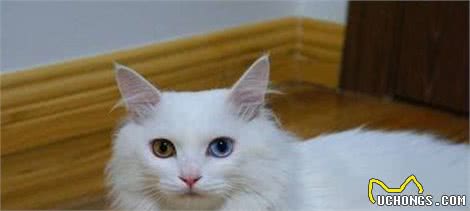 你真的认识中国土生土长的猫吗？我相信80%的人知道的还不够