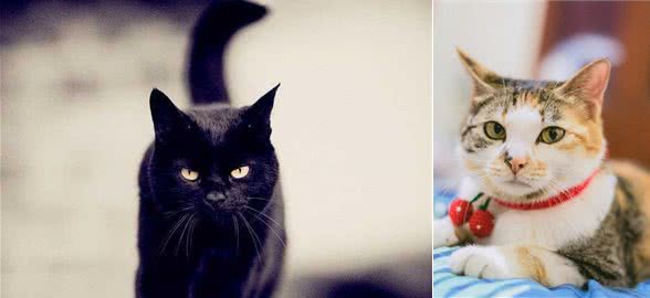 你真的认识中国土生土长的猫吗？我相信80%的人知道的还不够