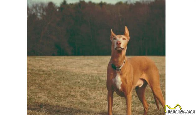 世界十大最贵的狗罗秦犬排第一，价值4.8万元