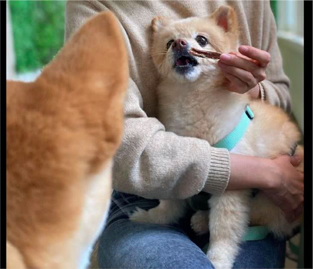 看到别的狗狗在吃零食，网友捂住了自家柴犬的眼睛：眼不见为净