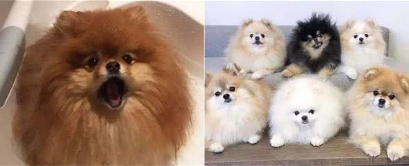 有些宠主永远不会嫌弃自家的博美，即使博美犬缺点不少