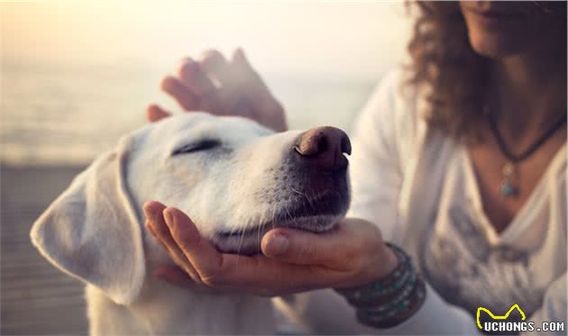 一条狗能对主人忠诚到什么程度？尽责直至生命最后一刻的导盲犬