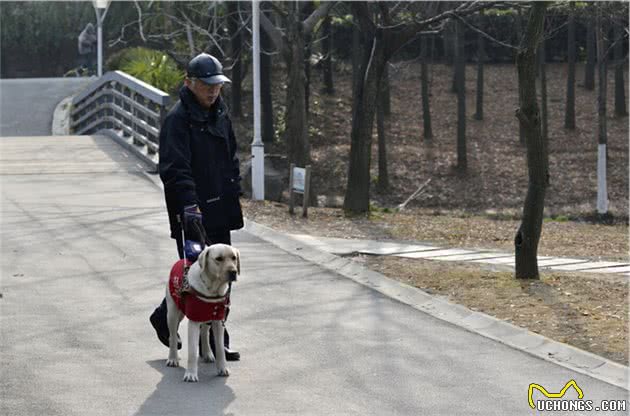 一条狗能对主人忠诚到什么程度？尽责直至生命最后一刻的导盲犬