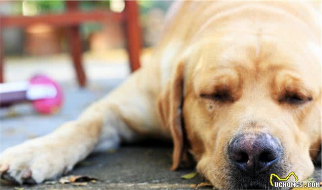 一条狗能对主人忠诚到什么程度？尽责直至生命最后一刻的导盲犬