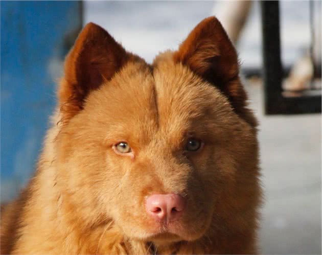 五红犬，起源潮汕，扬名于东莞，详解潮汕五红与东莞市五红的区别