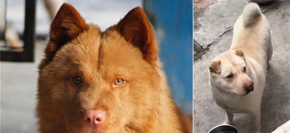 五红犬，起源潮汕，扬名于东莞，详解潮汕五红与东莞五红的区别