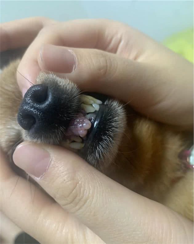 狗狗牙龈上长了个瘤子,会是癌症吗