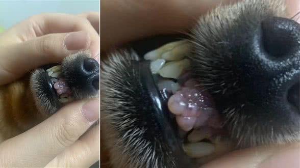 狗狗牙龈上长了个瘤子，会是癌症吗