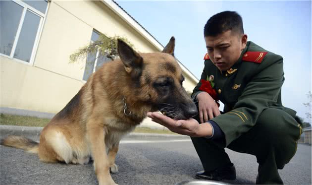 对于幼犬，如何训练它的社会性，可以选择相信训犬师吗