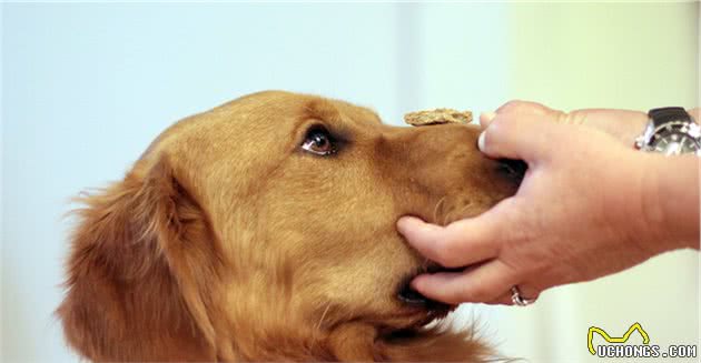 对于幼犬，如何训练它的社会性，可以选择相信训犬师吗