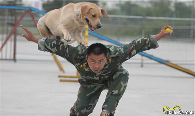 对于幼犬，如何训练它的社会性，可以选择相信训犬师吗