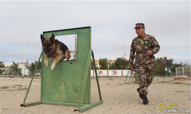 对于幼犬，如何训练它的社会性，可以选择相信训犬师吗