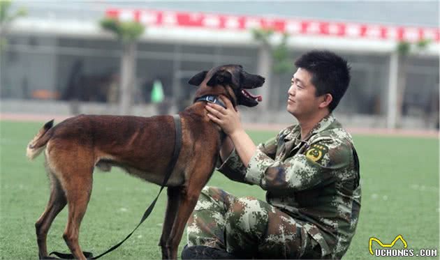 对于幼犬，如何训练它的社会性，可以选择相信训犬师吗