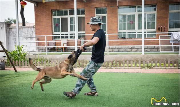 对于幼犬，如何训练它的社会性，可以选择相信训犬师吗