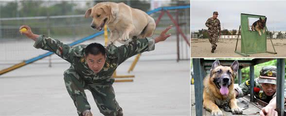 对于幼犬，如何训练它的社会性，可以选择相信训犬师吗