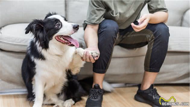 边境牧羊犬的这些缺点，你知道么？