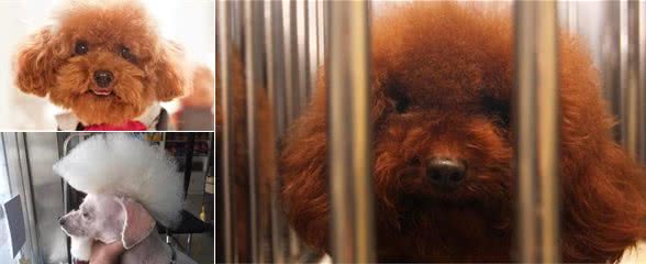 对泰迪犬来讲，宠主的这些行为，就如同惩罚