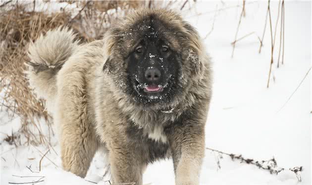 高加索犬比藏獒还要大还要凶猛的犬种