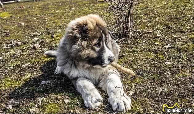 高加索犬比藏獒还要大还要凶猛的犬种