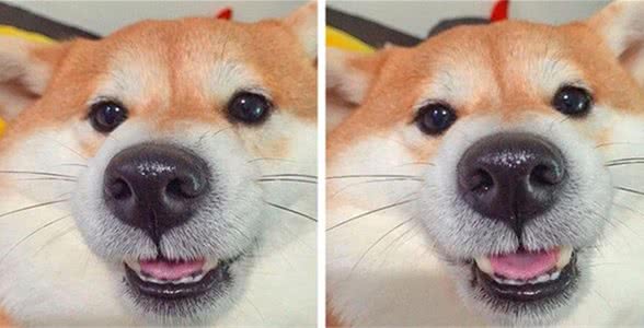 柴犬的形态特征柴犬竟有如此的独特之处