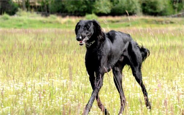 这5种本土犬种，全都知道的，可以说是非常厉害了