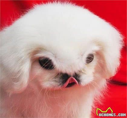 鹰叭犬，比大熊猫还要稀少，价格高达7位数