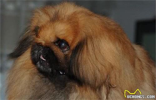 鹰叭犬，比大熊猫还要稀少，价格高达7位数
