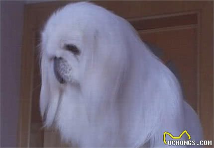 鹰叭犬，比大熊猫还要稀少，价格高达7位数