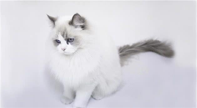 布偶猫虽温顺、忍耐力极强，但一般体质不好，布偶猫的饲养方法