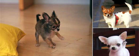 养狗！我劝你不要养“吉娃娃”