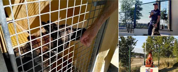 法国首家“警犬养老院”在卡布列斯正式开放