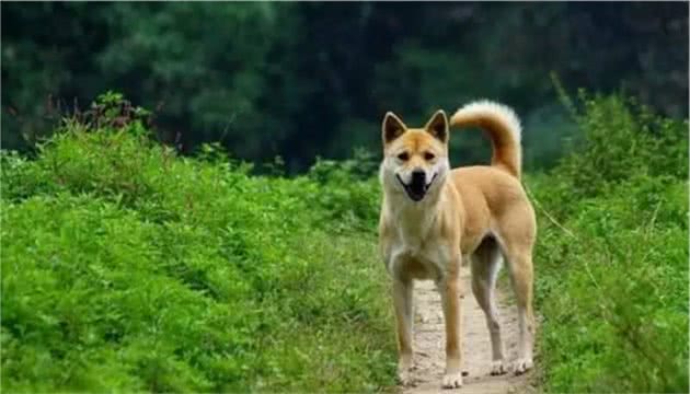 中华田园犬、柴犬、秋田犬傻傻分不清