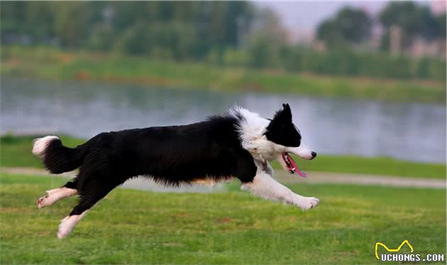 犬界中四种，中看不中用的猛犬